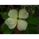 Liljakanukka (Cornus kousa var. Chinensis)